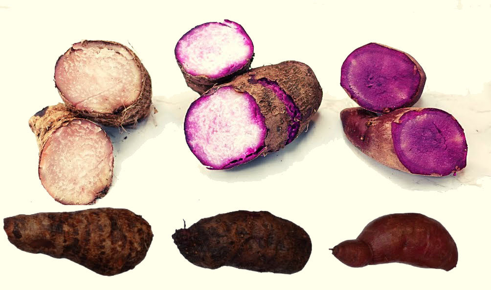 Ube, Taro ou Patate Douce Violette ? - Ubeya